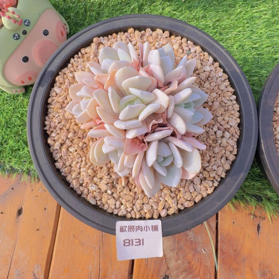 多肉植物雪特老桩8131