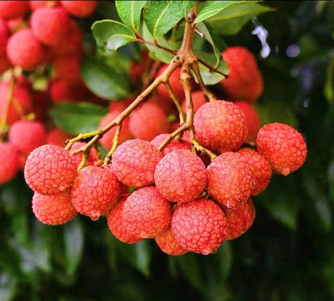 【生鲜冷链】福建漳州黑叶荔枝，当季新鲜美味，现采现发