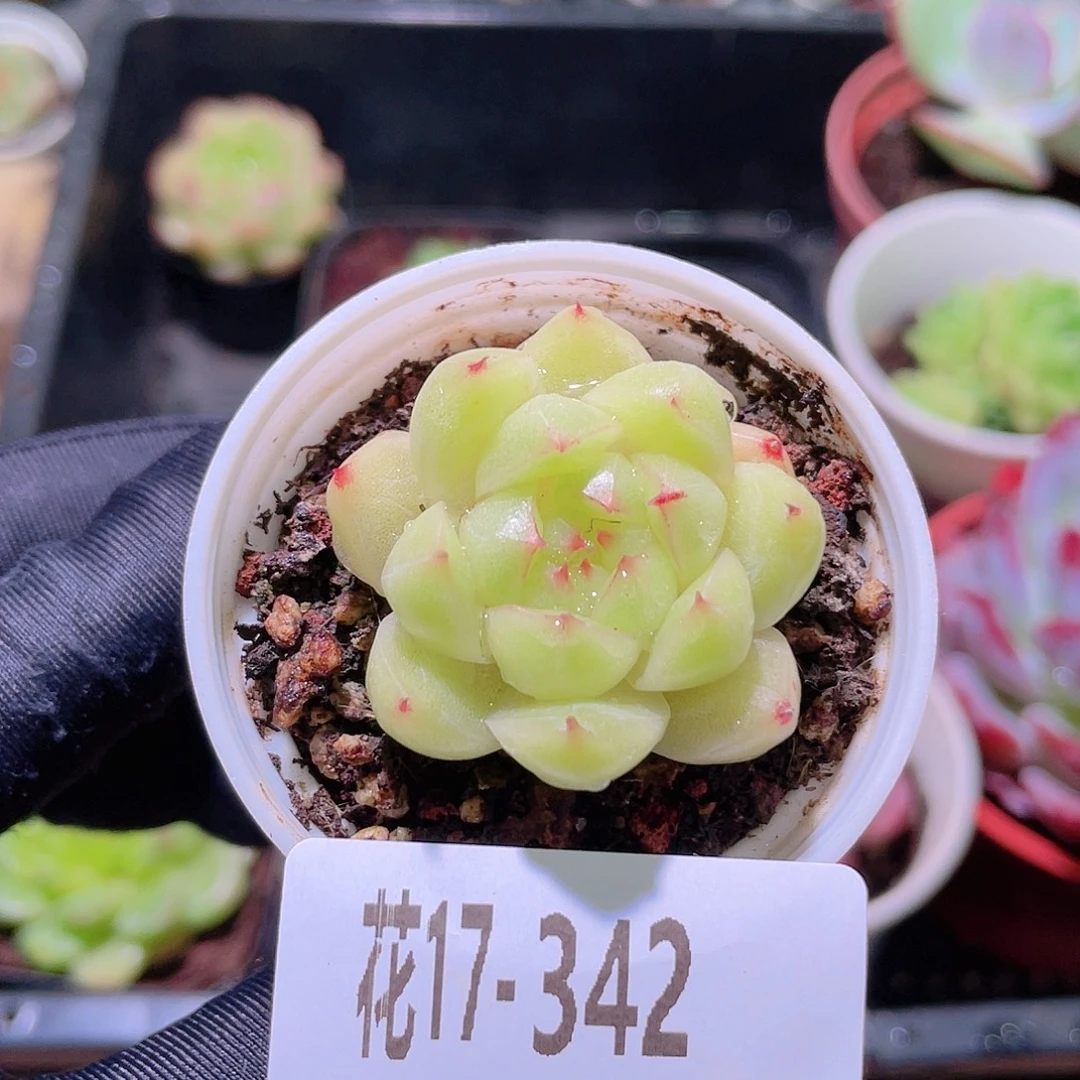 花利美17-342麦秆