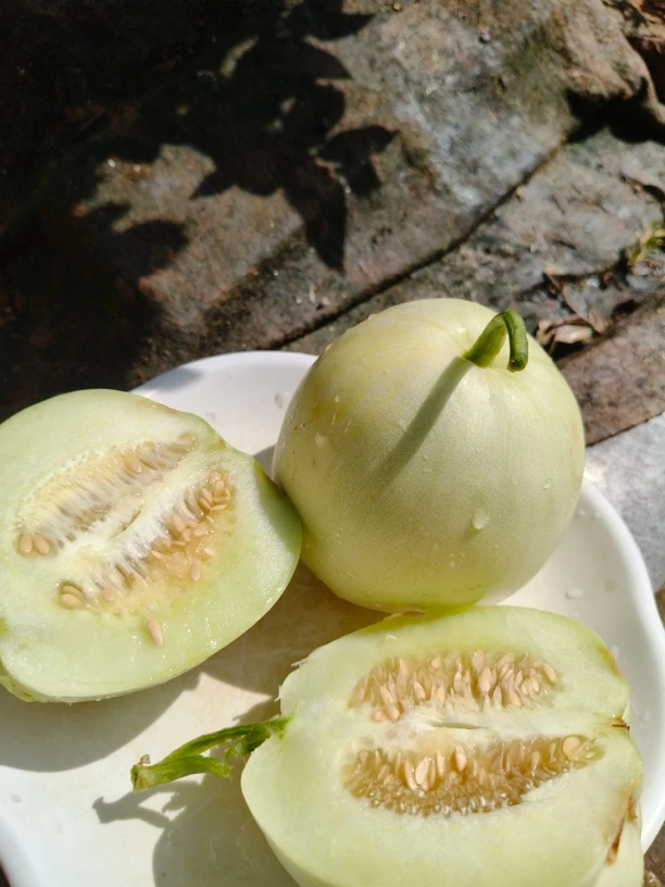 江西才有的甜瓜脆甜可口3斤半