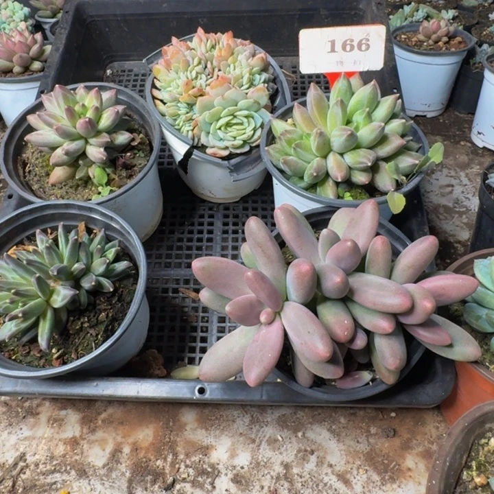 166多肉植物一物一拍