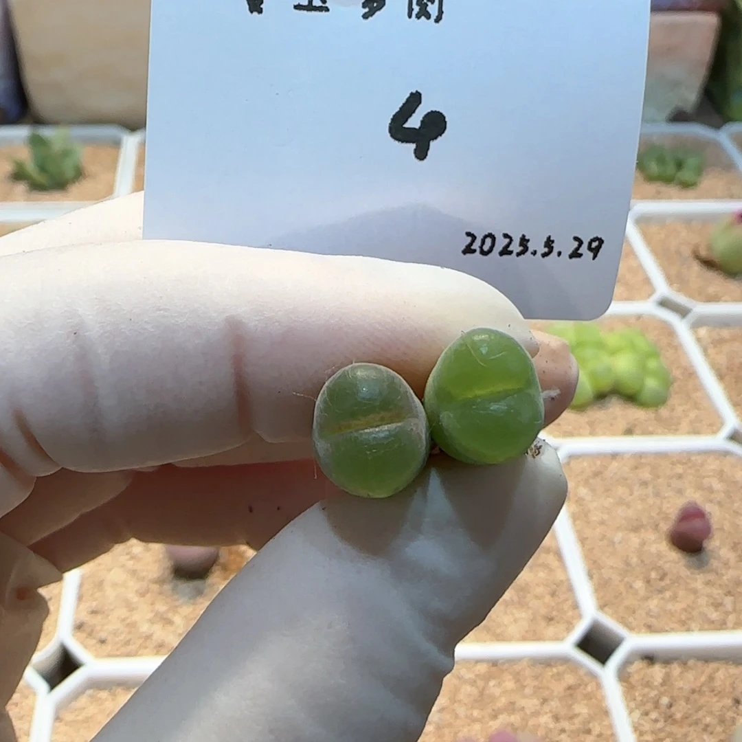 多肉多肉多肉5.29-004粉女