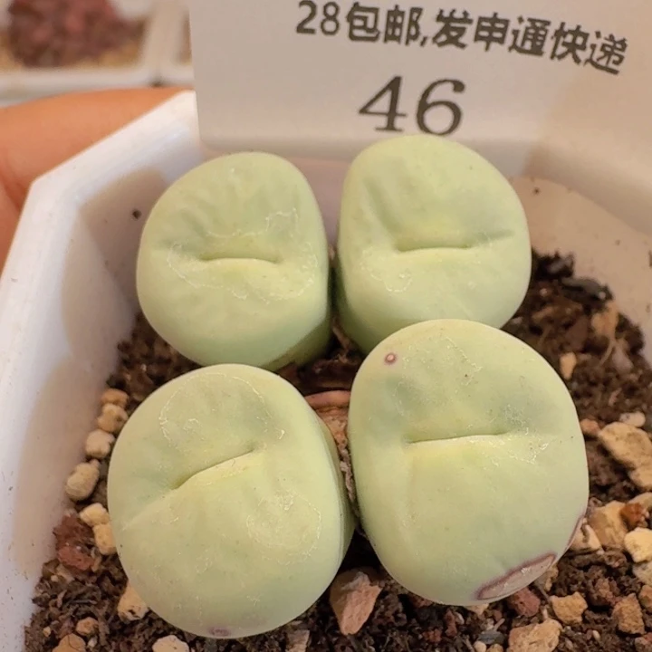 46。