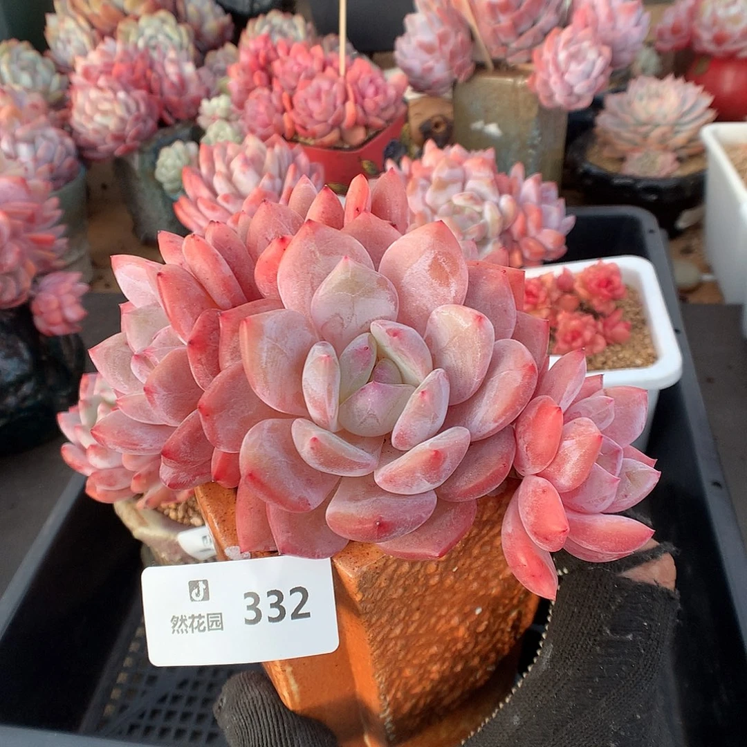 332雪天使多肉植物6666