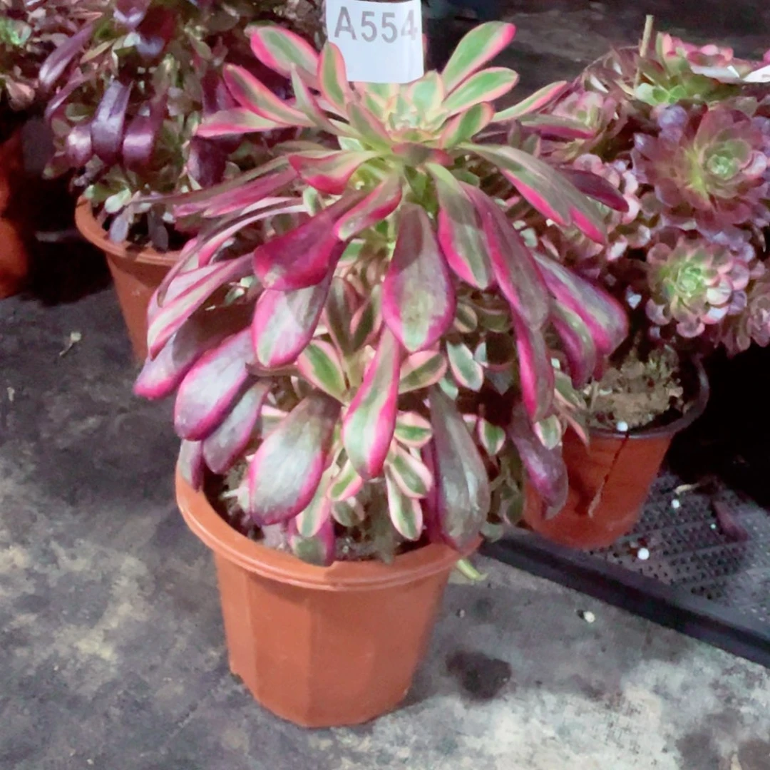 L***?香袋儿554明天发货