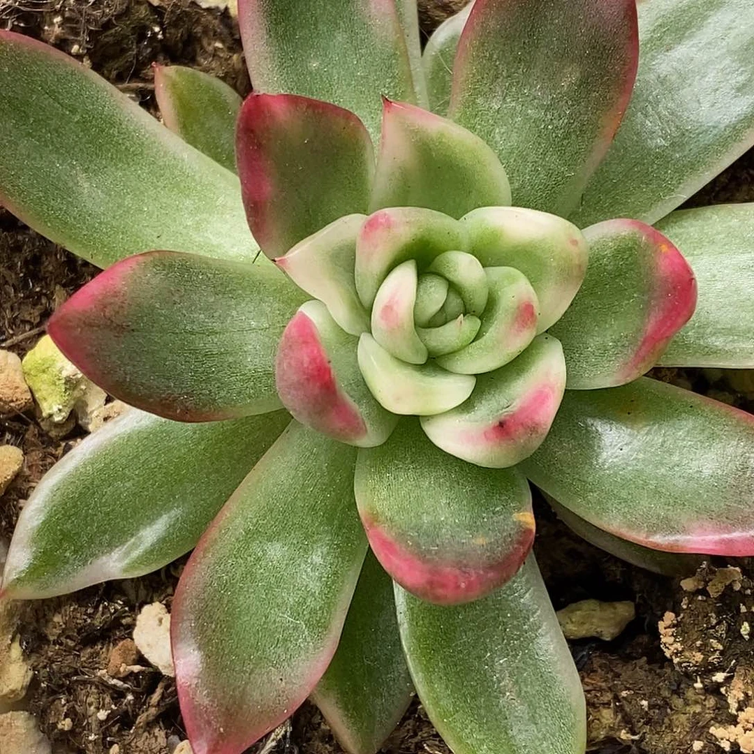 南塔锦一物一拍，