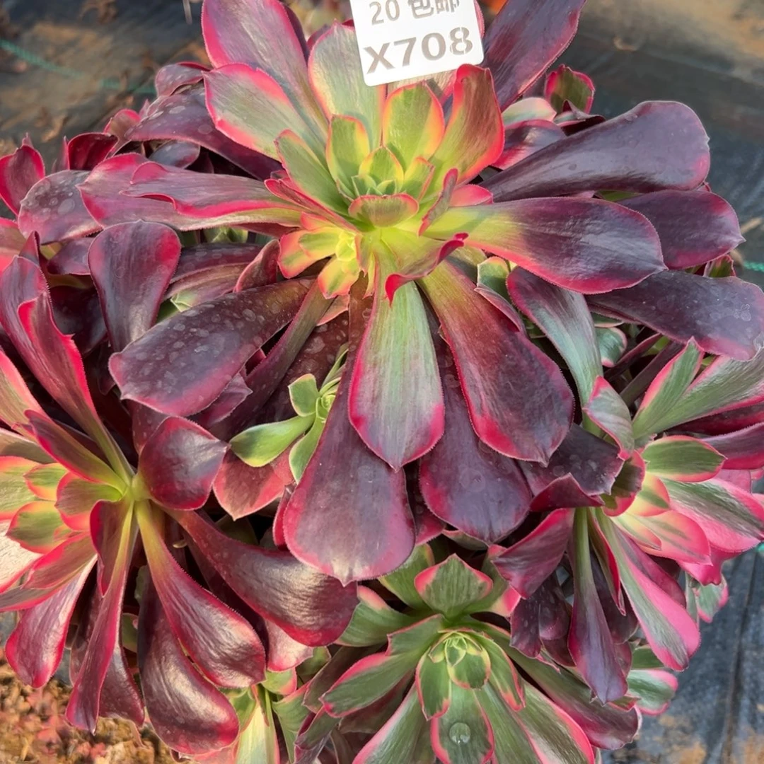 708凤冠，满20包邮嘟叮熊