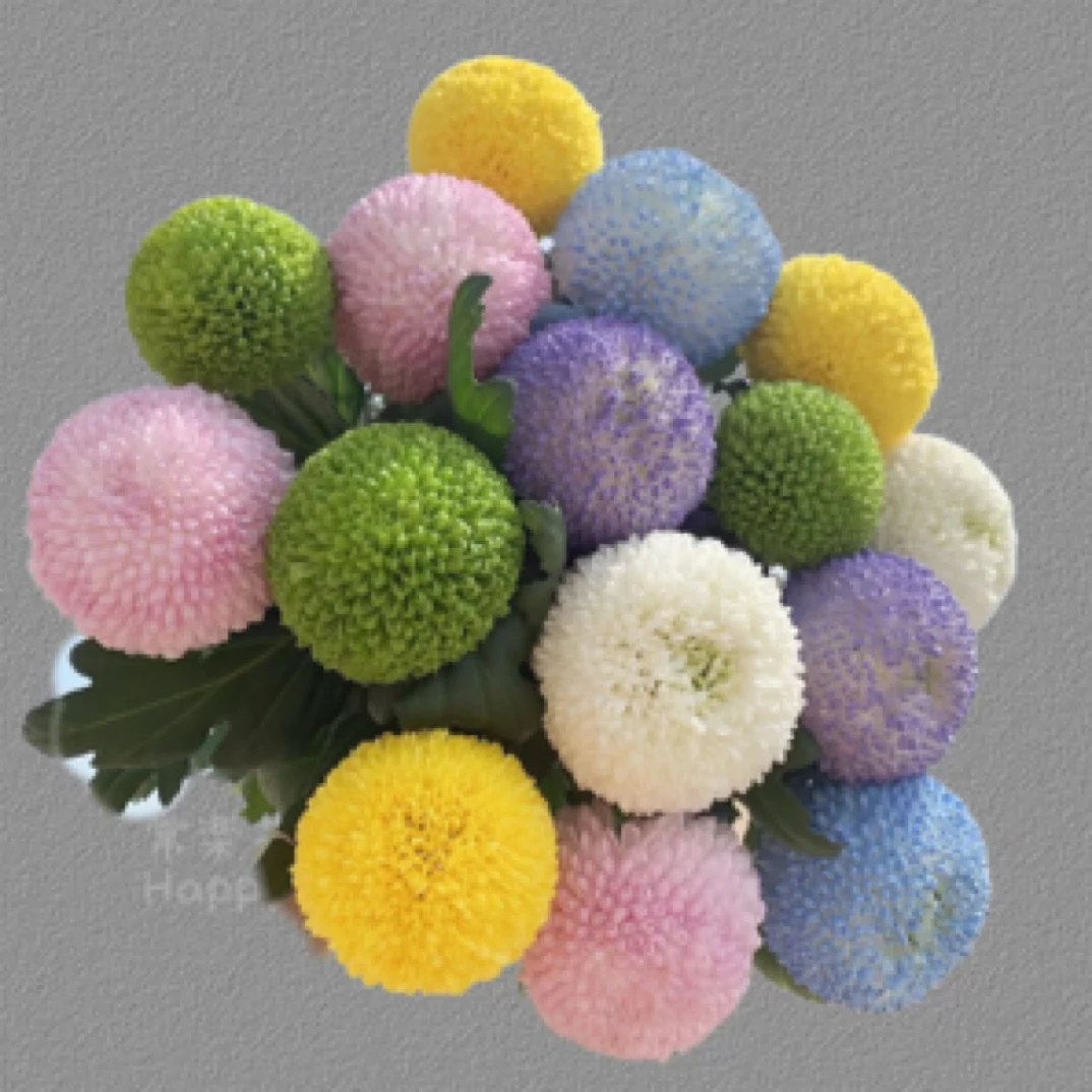 【乒乓菊】10支/超长待机王/可发新疆西藏北方/乡镇可达