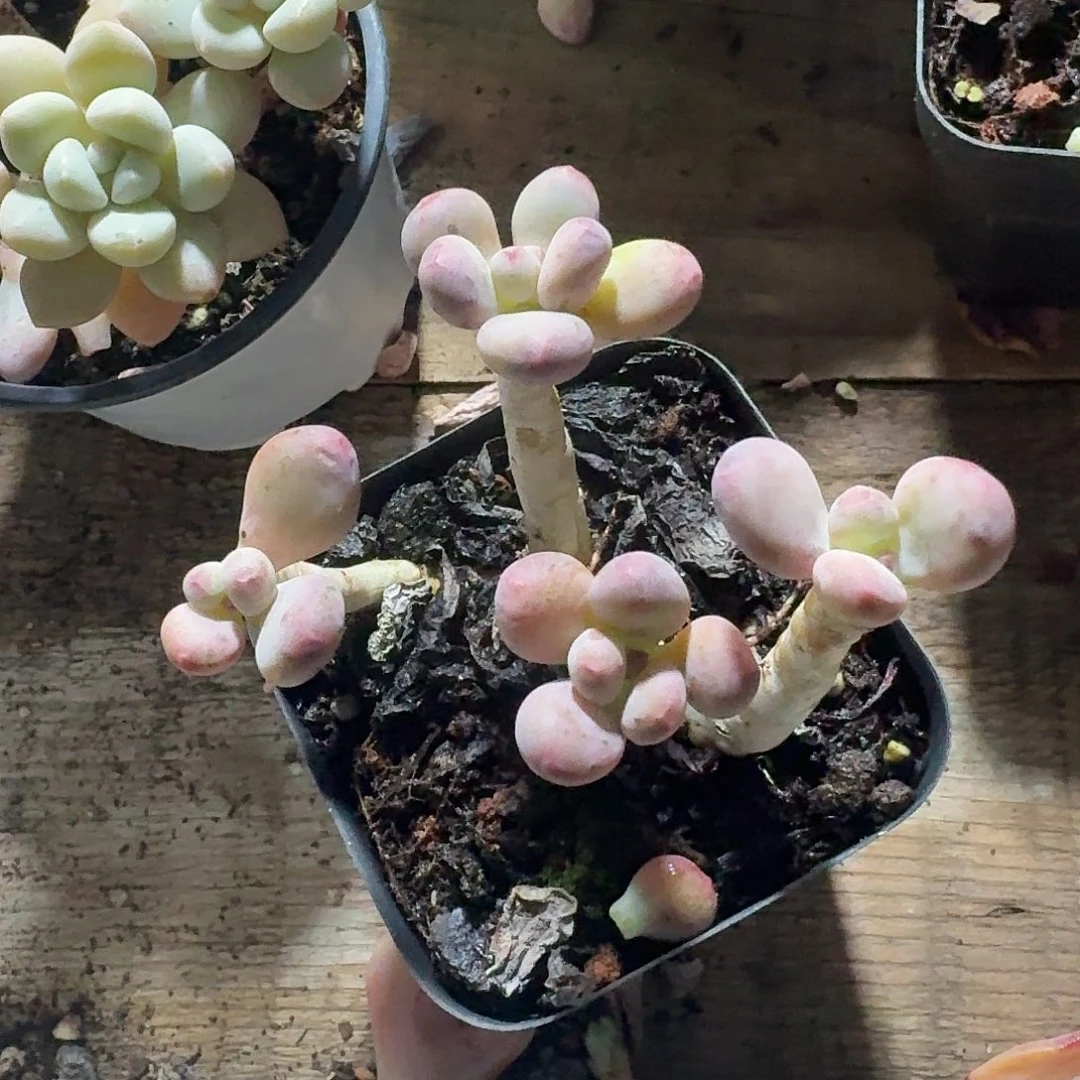 苹果奶多肉植物12.8