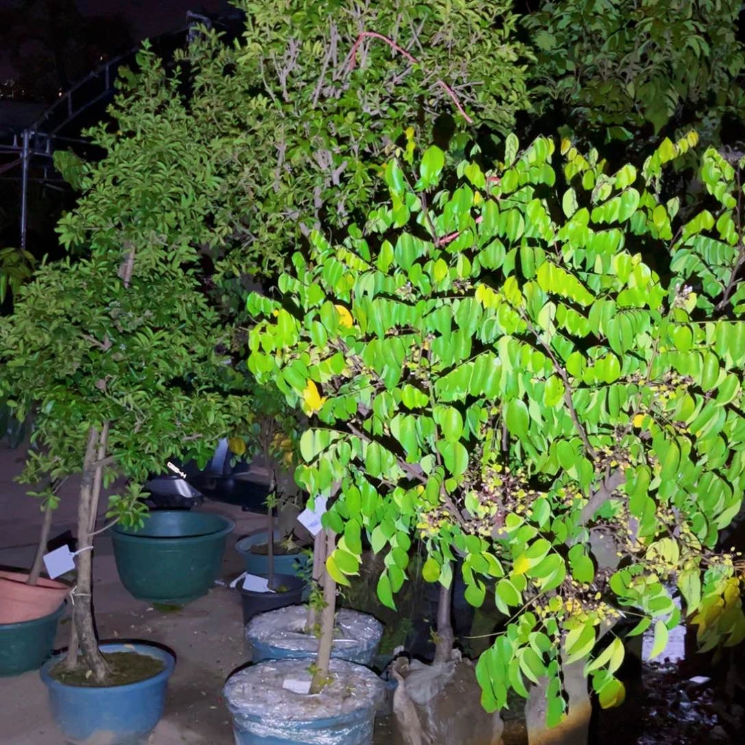无花朵台湾樱桃2颗，新加坡杨桃1颗