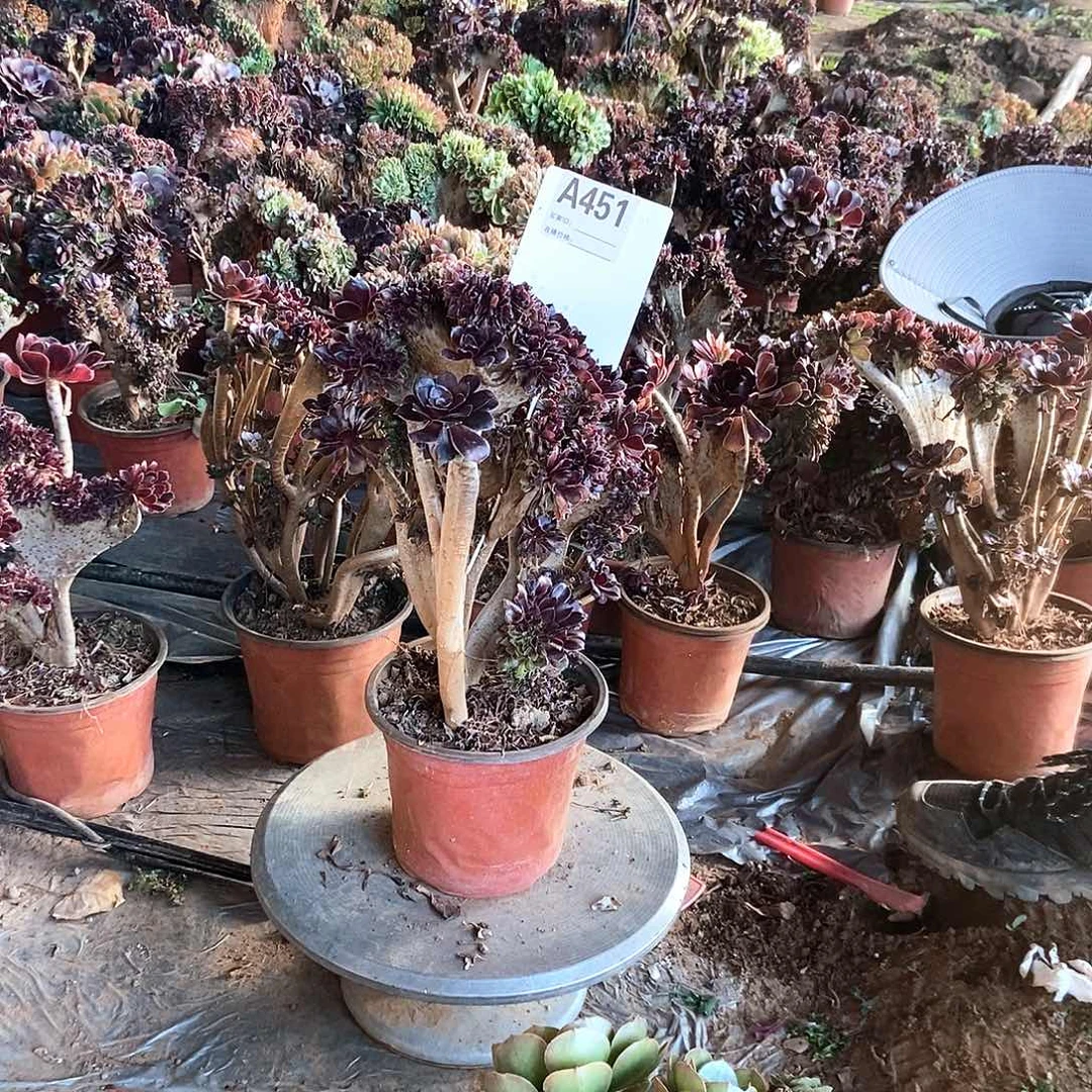 丽***完全开放A451黑法师缀化