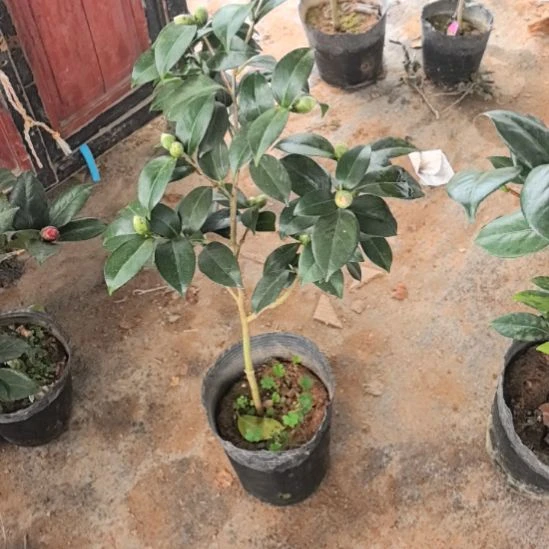 完全开放友之蒲茶花