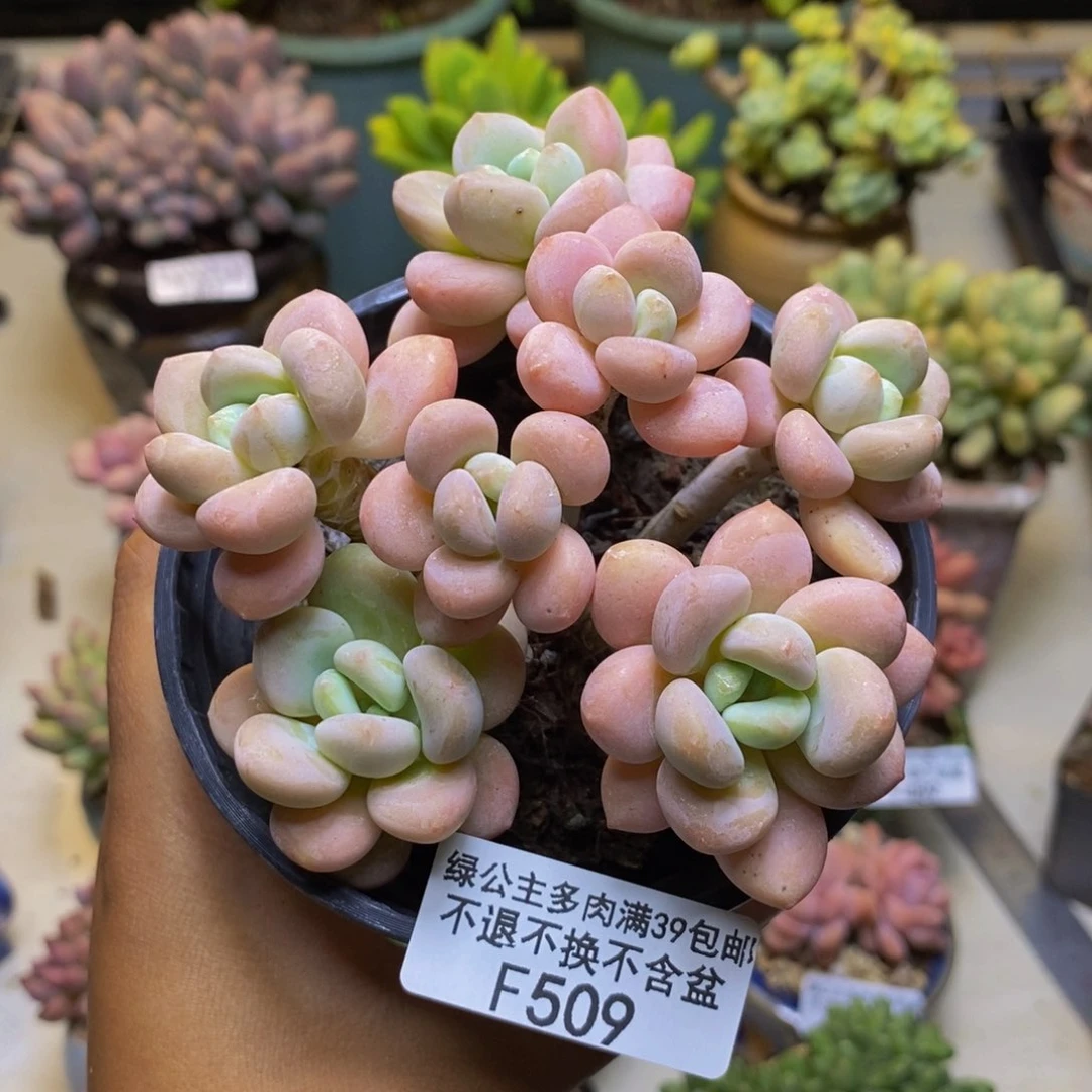 509橘子香水多肉9cm