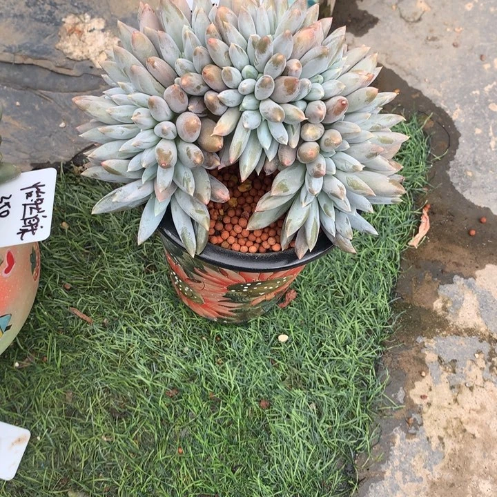 哥特萝莉整板缀潜力股寄养