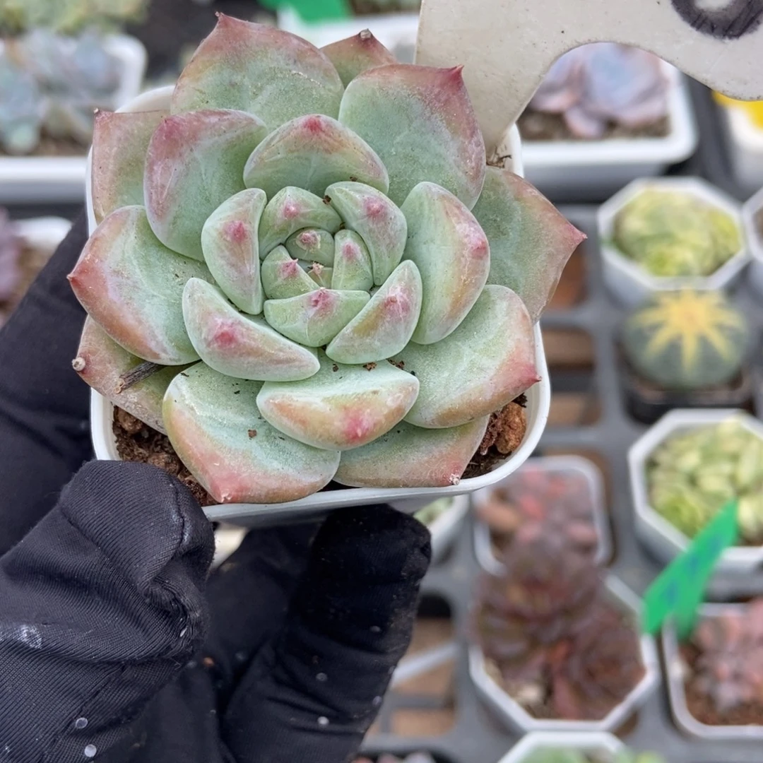 2028白拉糖多肉植物