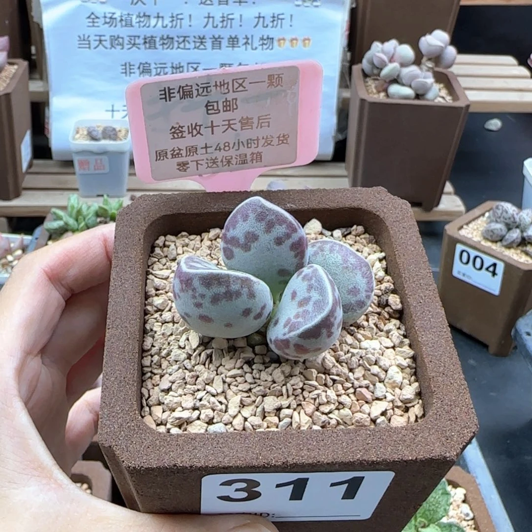 311艾薇蛋多肉植物