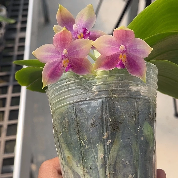 完全开放3.0寸杯BKH2218