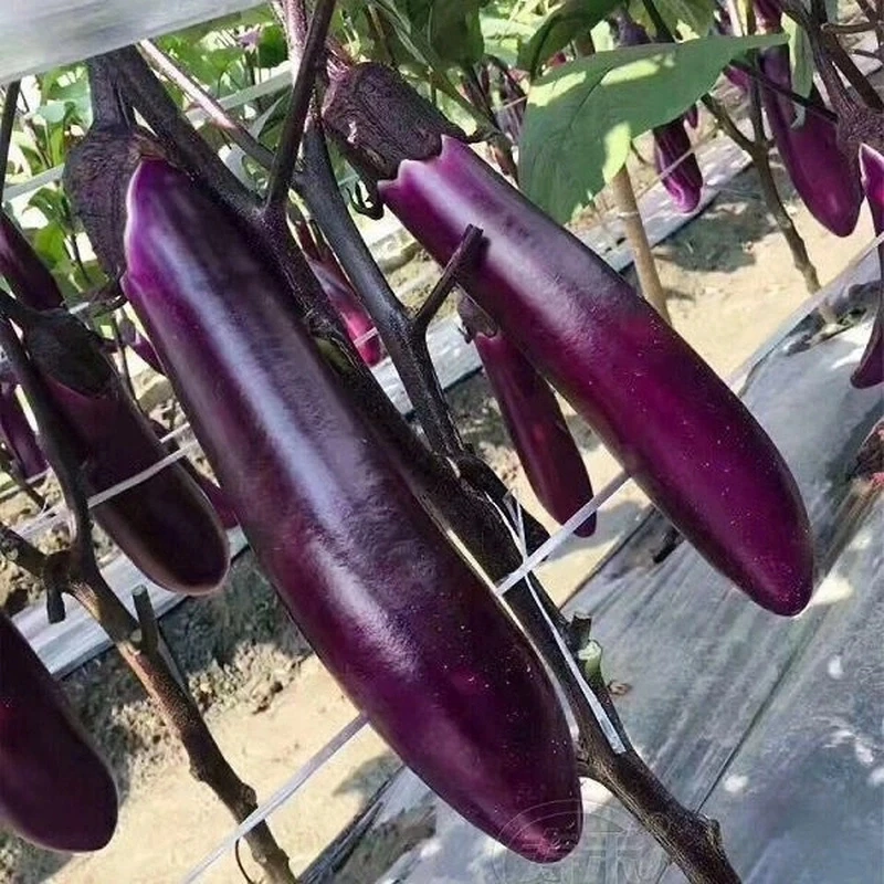 紫红长茄种子耐热耐湿抗病杂交茄子种深紫红色茄子