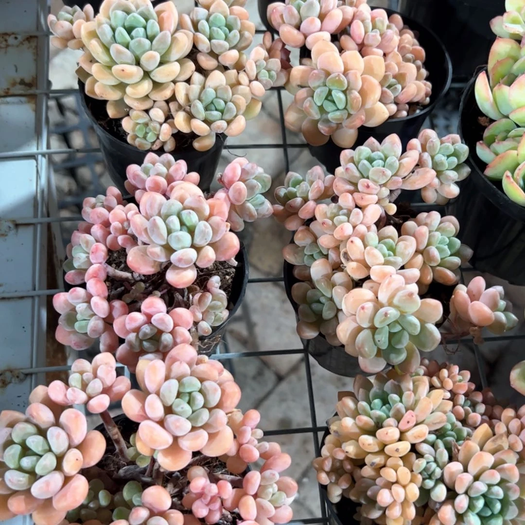 新疆包邮 木糖醇