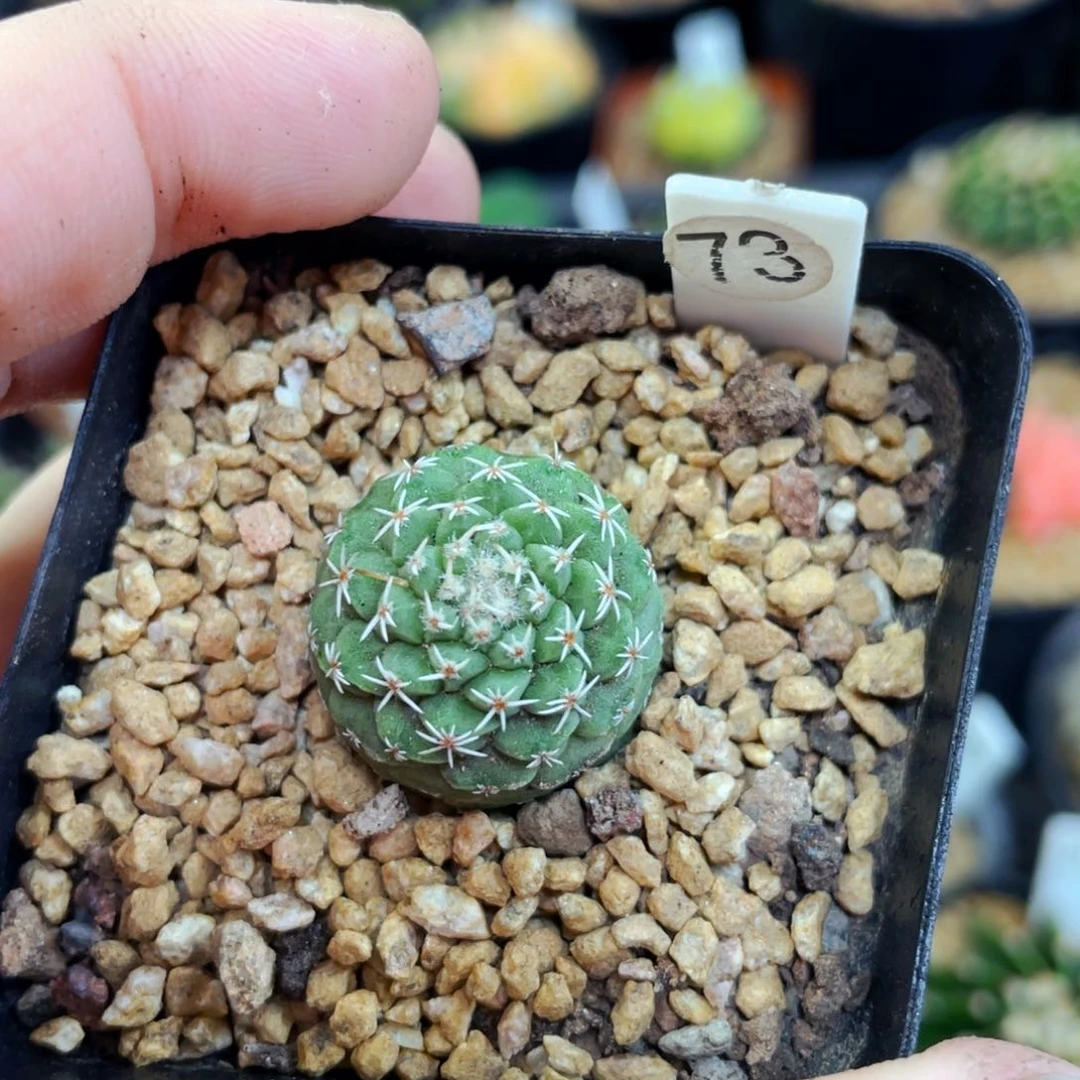 菊水2cm 盆5公分满25包邮裸根发货