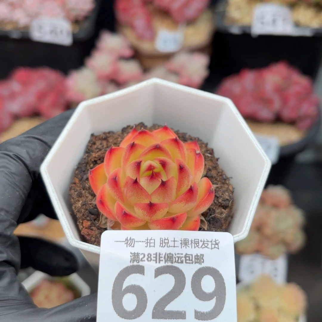 月亮石无盆土发货