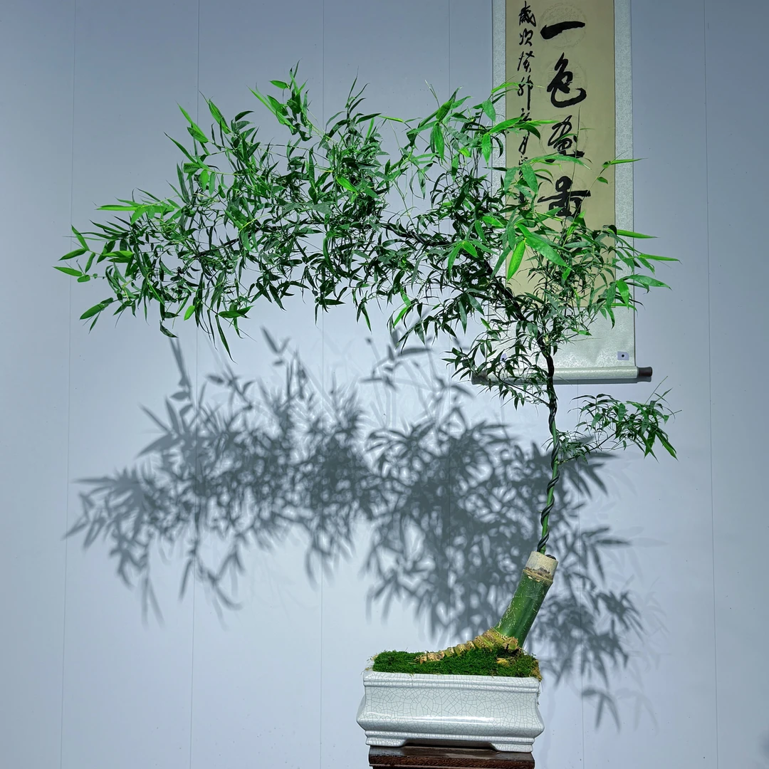 茶台精品#茶室空间精品小叶簕竹高端盆景，提升茶室空间高级意境感