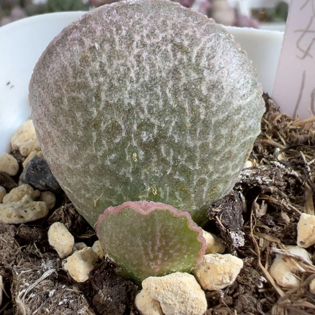 w粉姬磨砂蛋多肉植物水泡