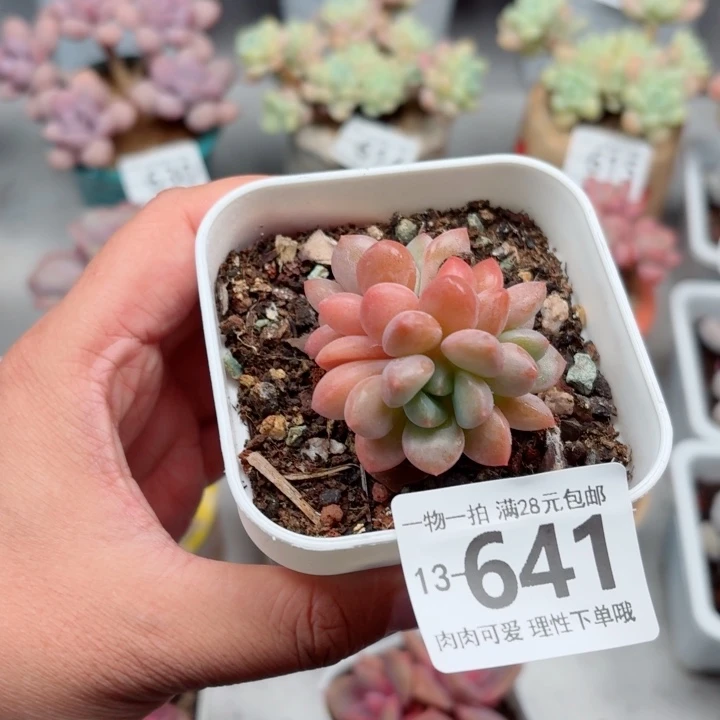 菱***儿白鹭无盆土发货多肉多