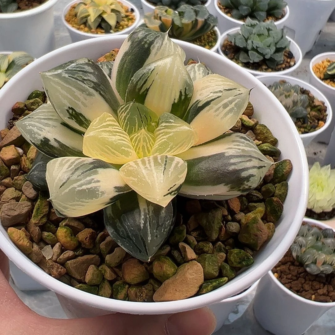 玉潭锦十二卷多肉植物
