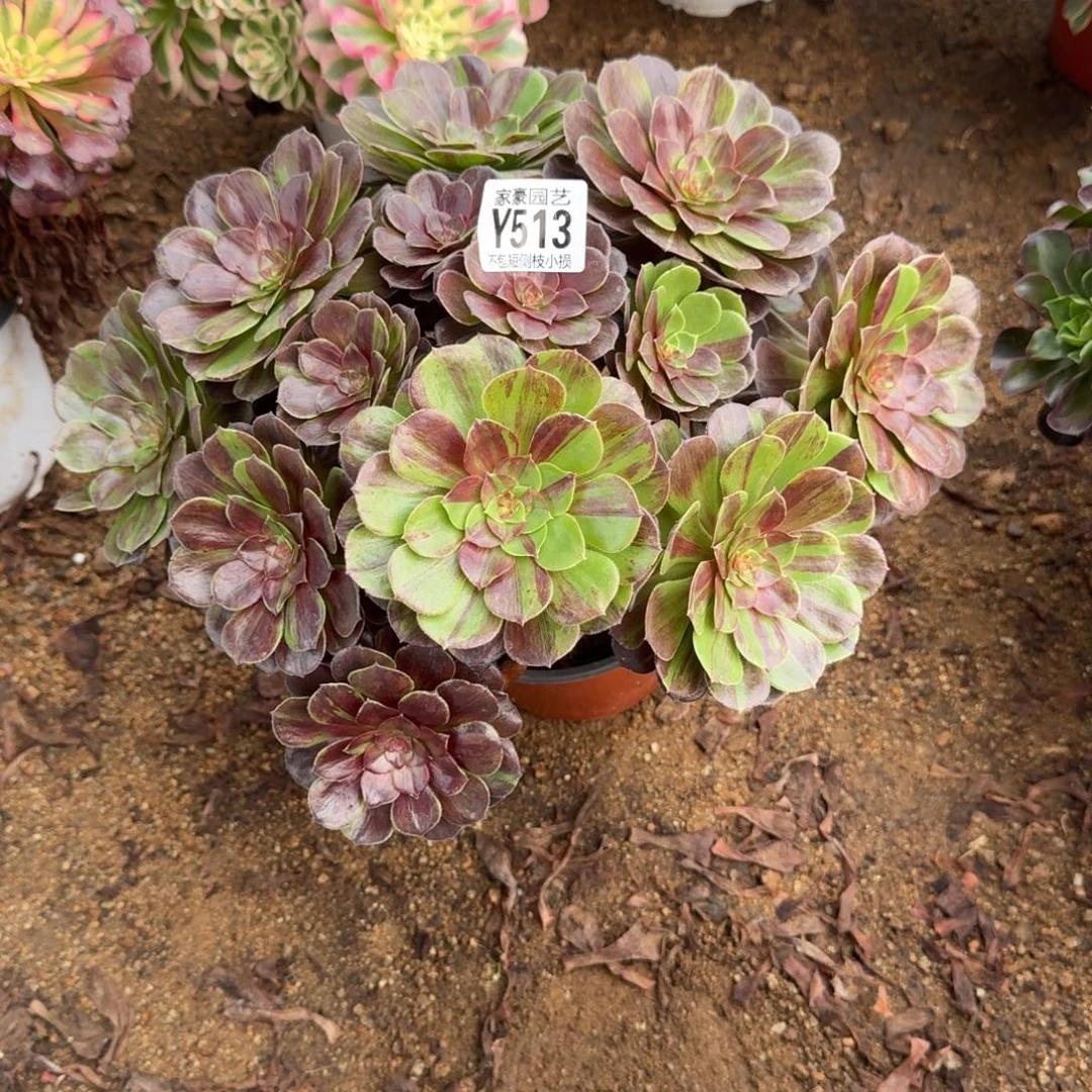 513花月夜官服30左右2