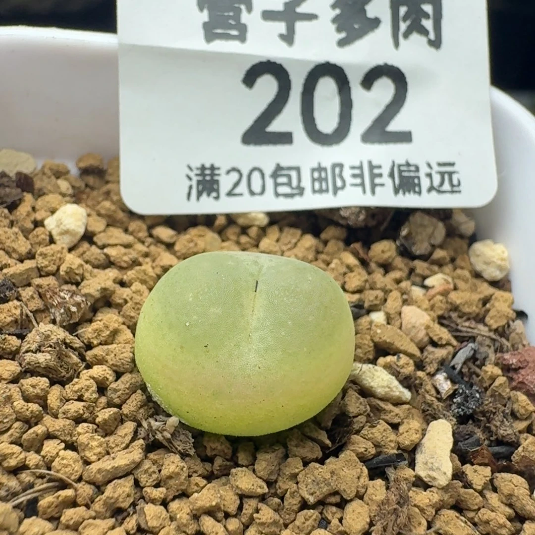 拉登1.3➕带盆土有瑕疵1200