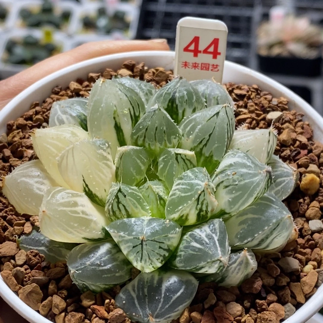 44号楼兰玉露锦大叶
