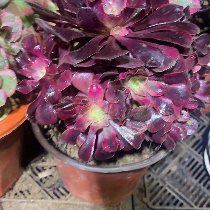 美杜莎一颗脱土9.9