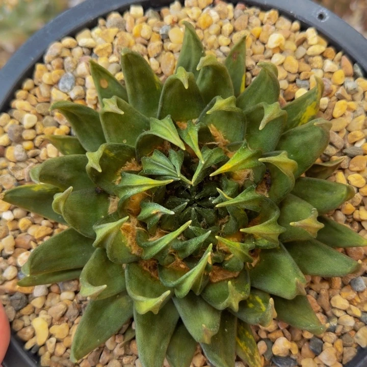 老版龙牙锦边境老头的