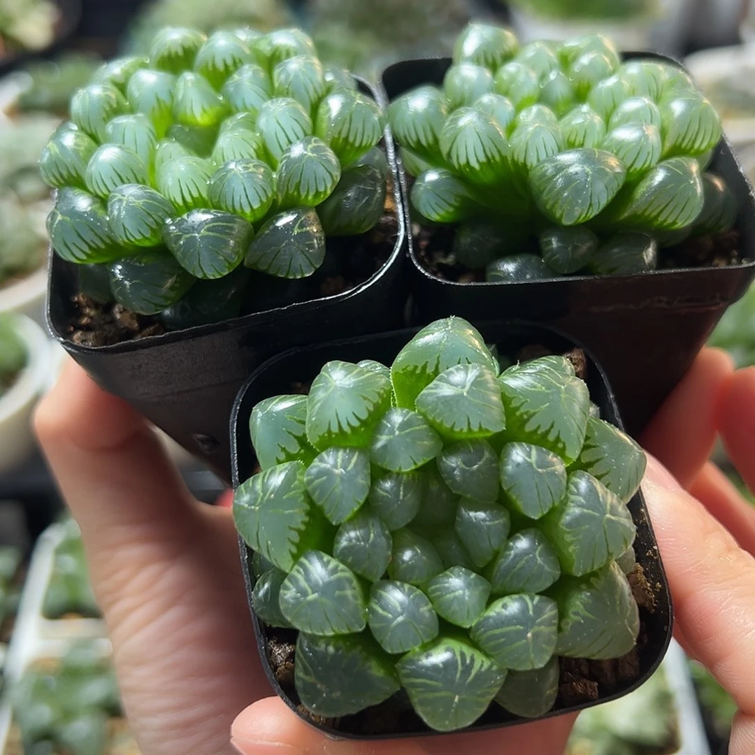 三盆糯肌玉露多肉多肉多肉