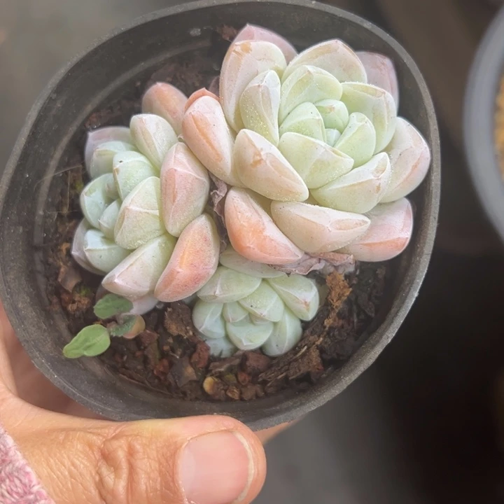 冰玉 群生 不单独发货