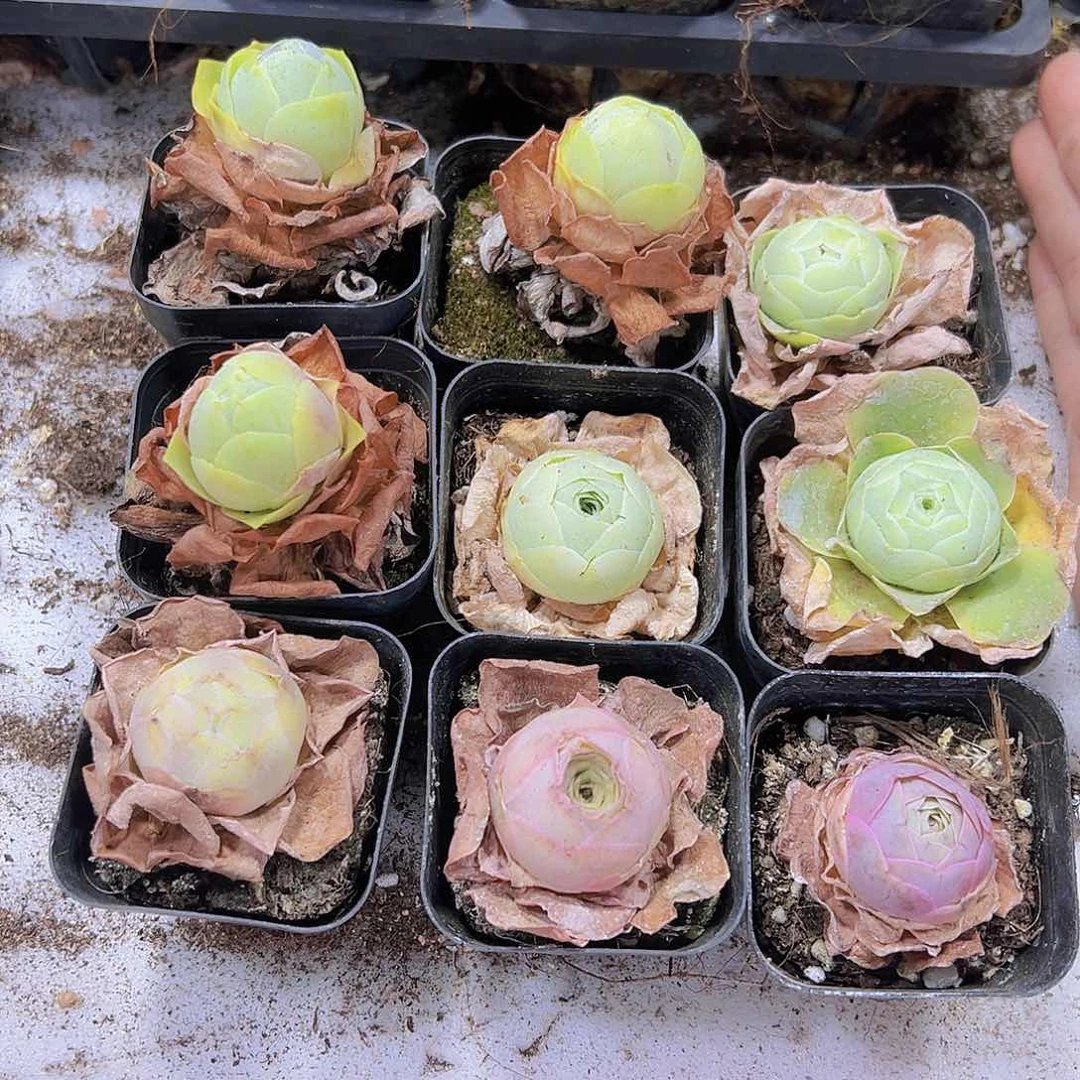 粉帕组合9盆带盆带土