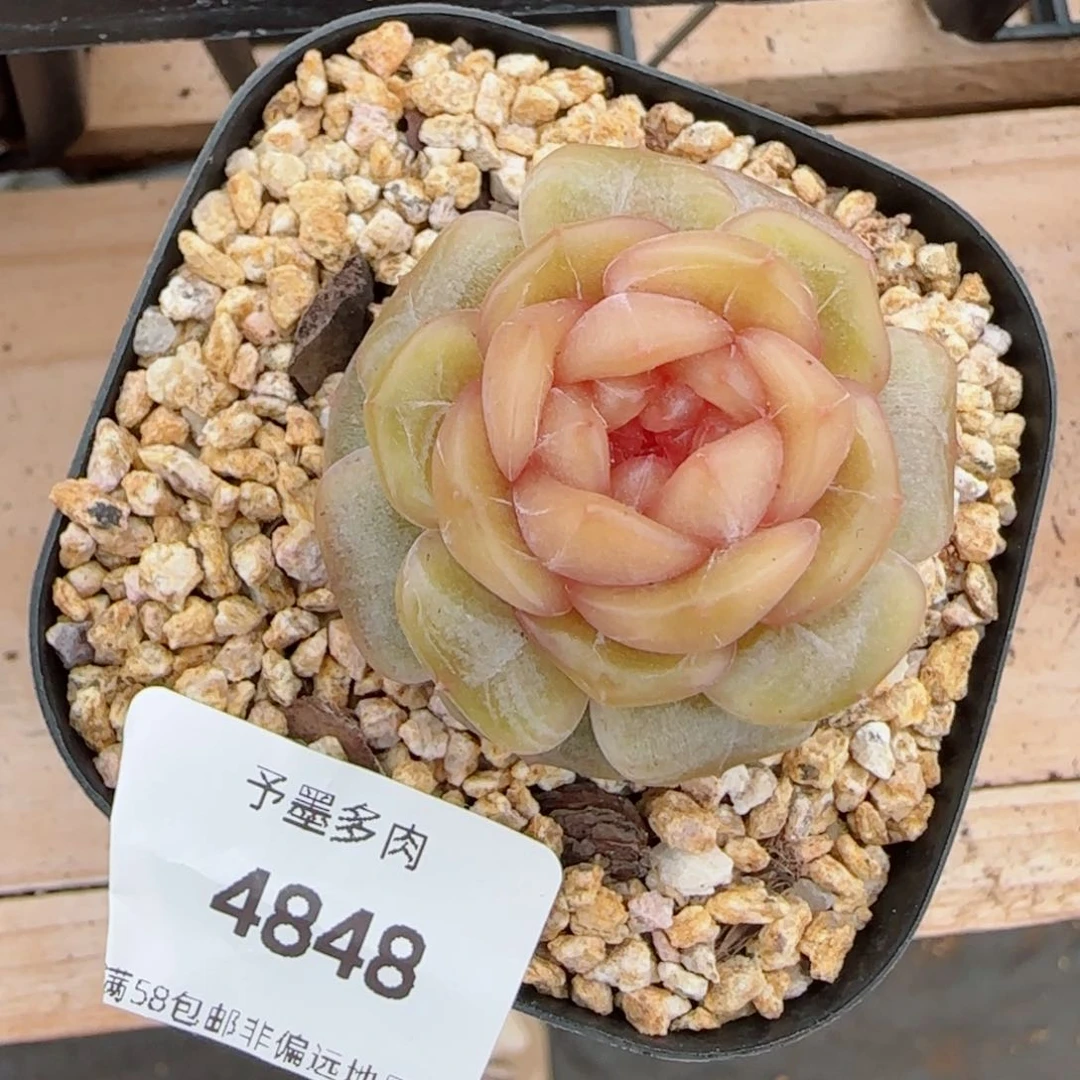 糖璃，4848多肉植物