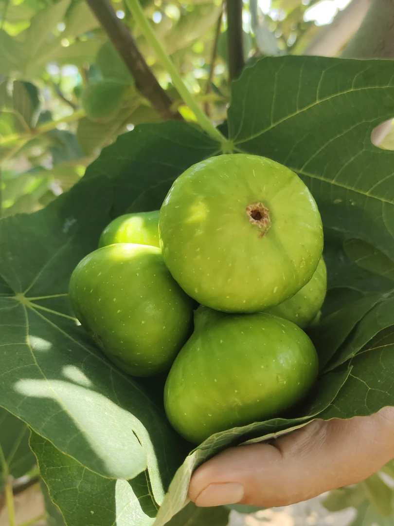 威海青皮无花果【12颗】【秋果偏小，嫌小慎拍】【坏果包赔】