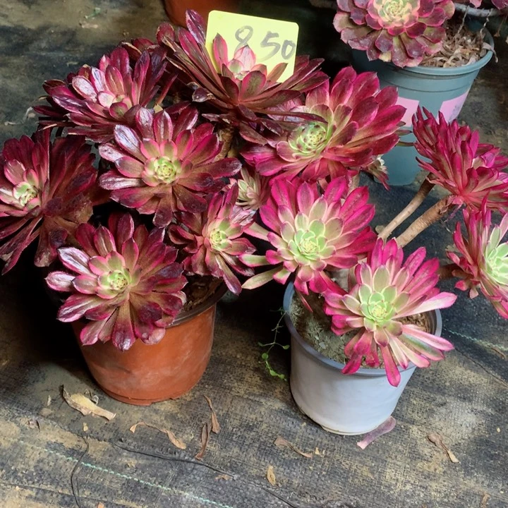 850两颗多肉111111