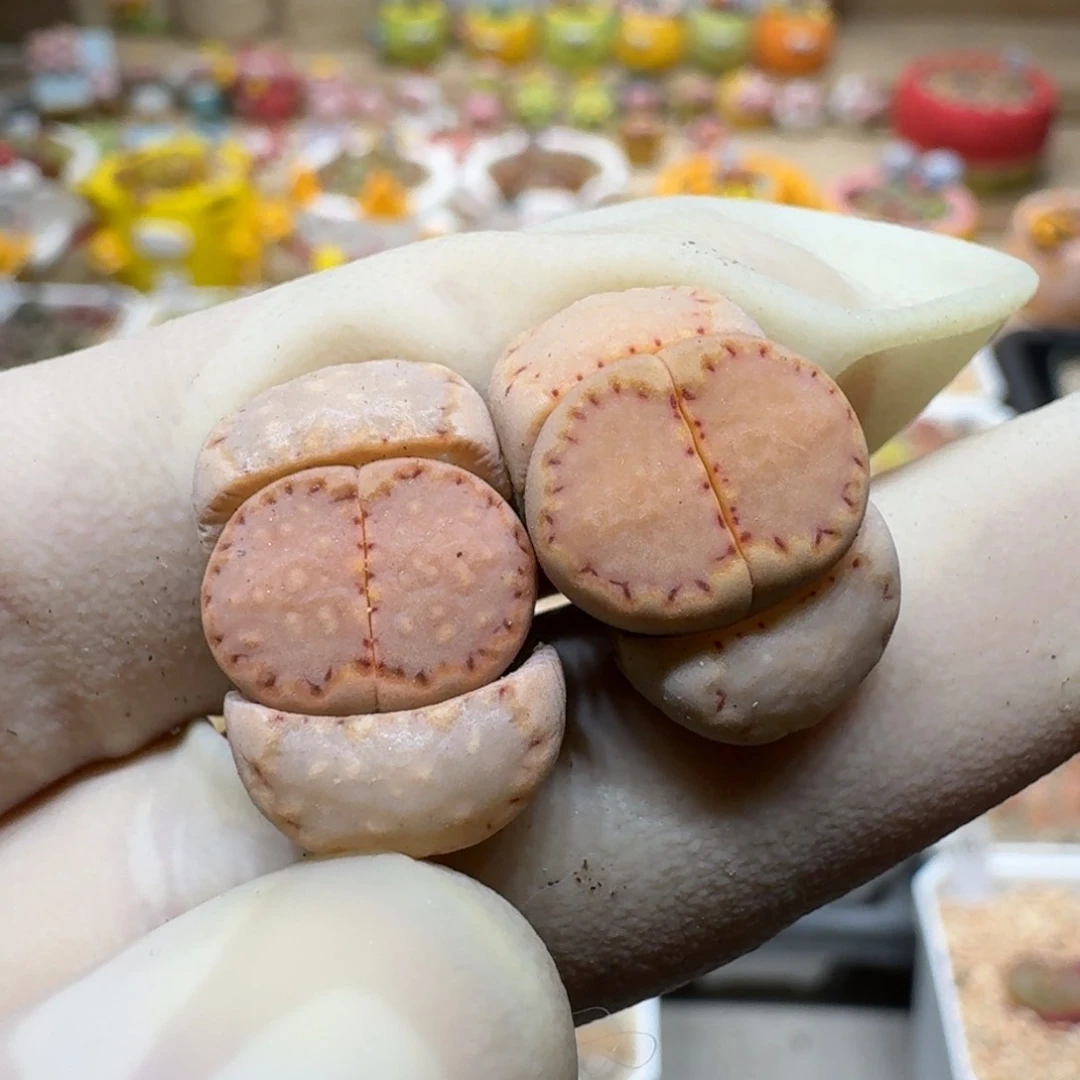 团***鸟0130-26饼干编号k