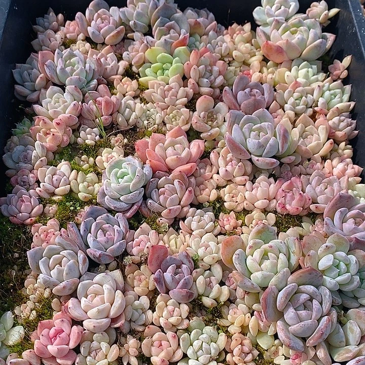 166 多肉植物盆栽花卉植物