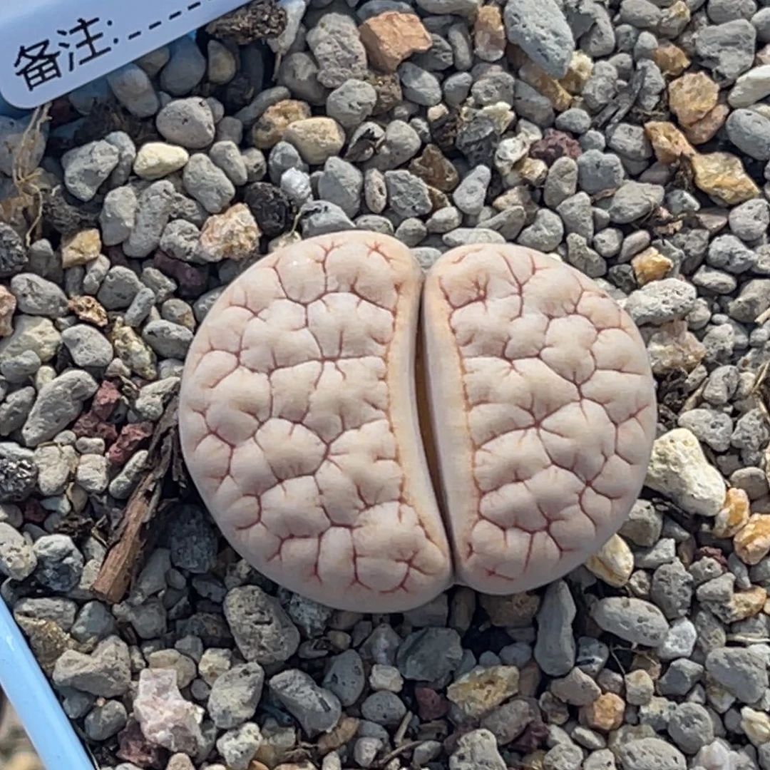 4832白底凹凸1891尺寸2.5