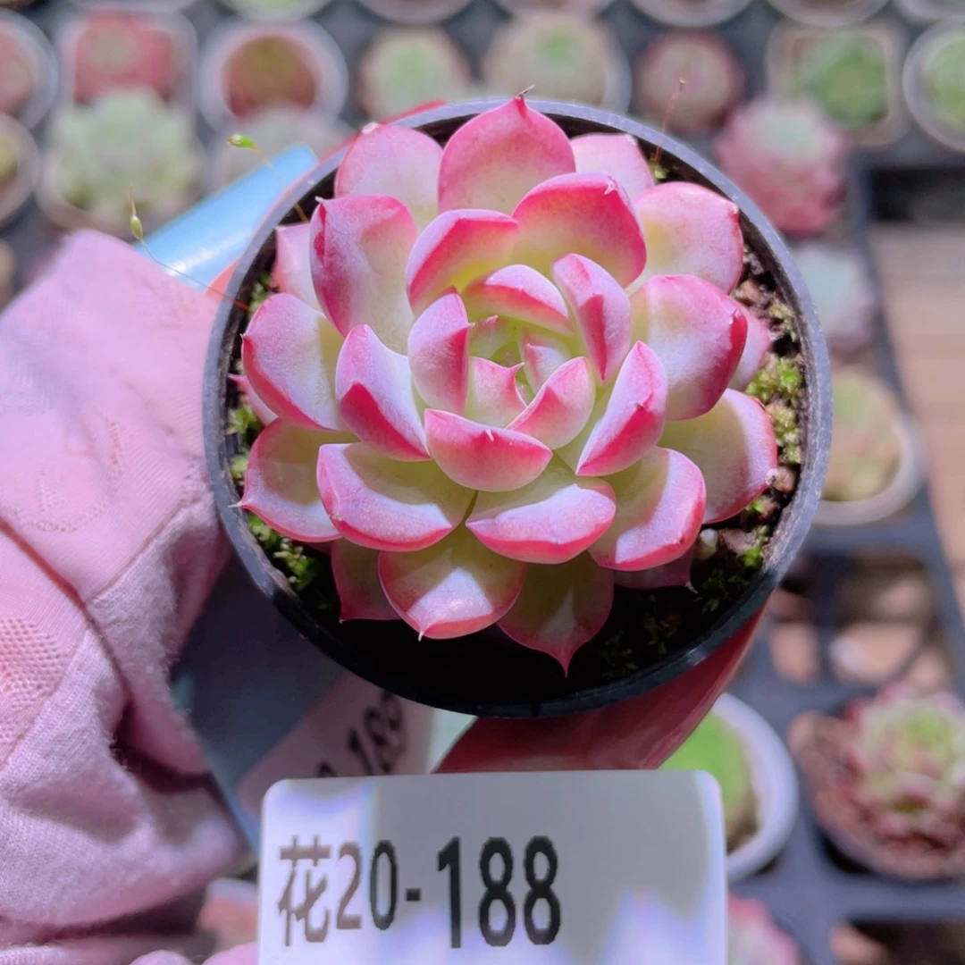 花利美20-188女王玫瑰