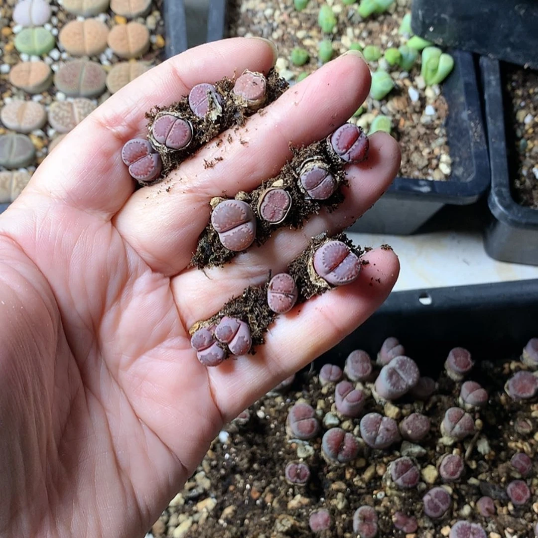 C**?A246多肉植物保护