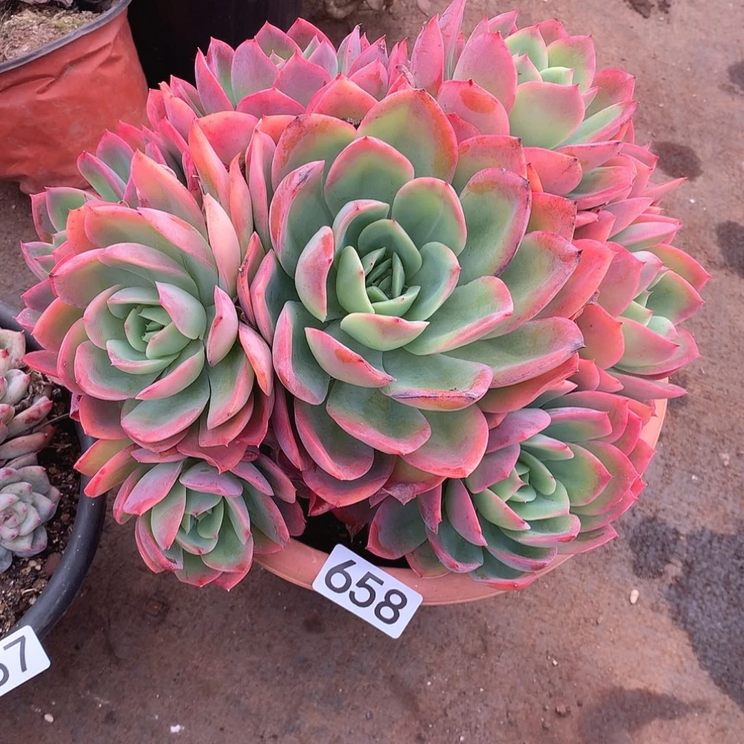 658绮罗 一物一拍多肉