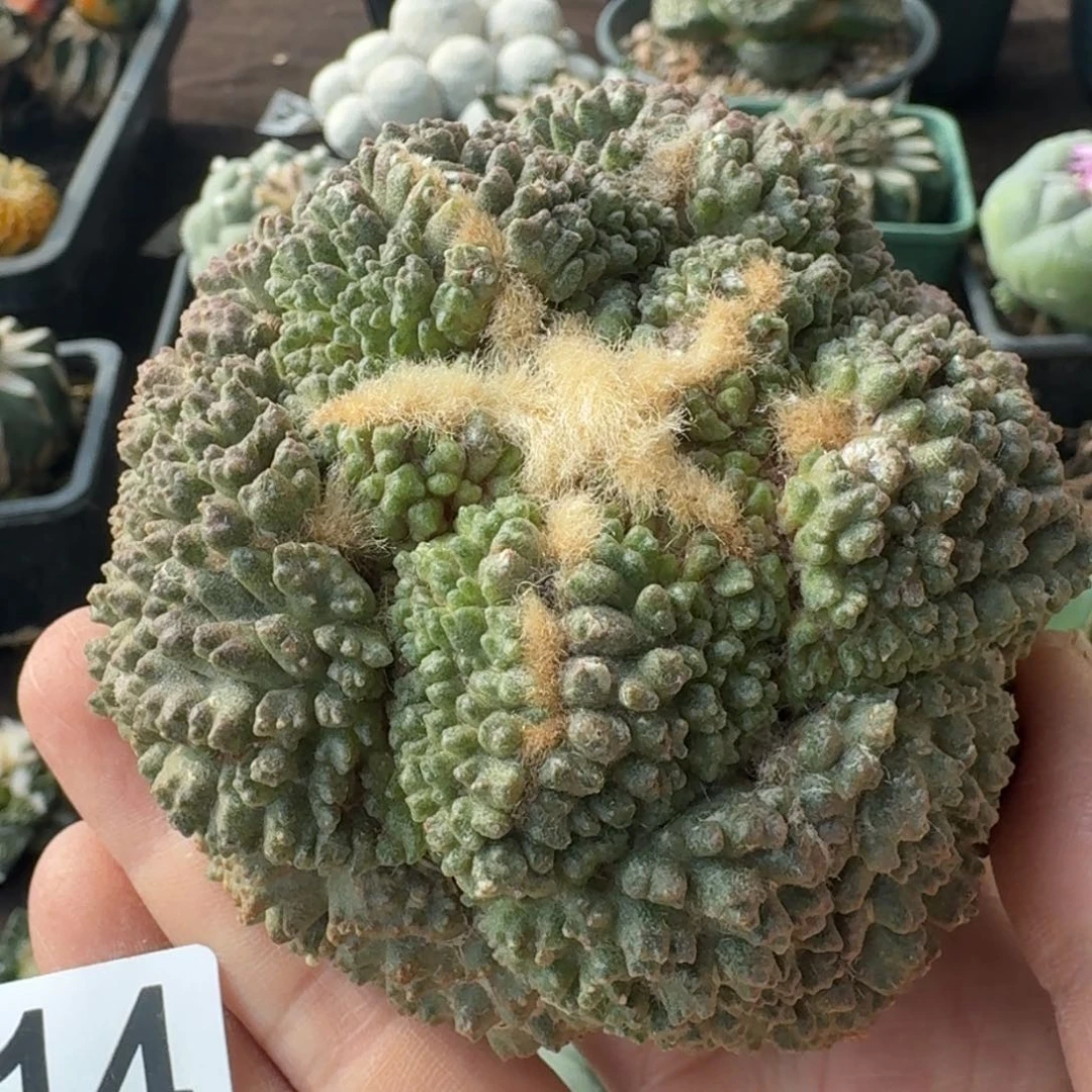 【闪购商品】大尤哥斯拉614