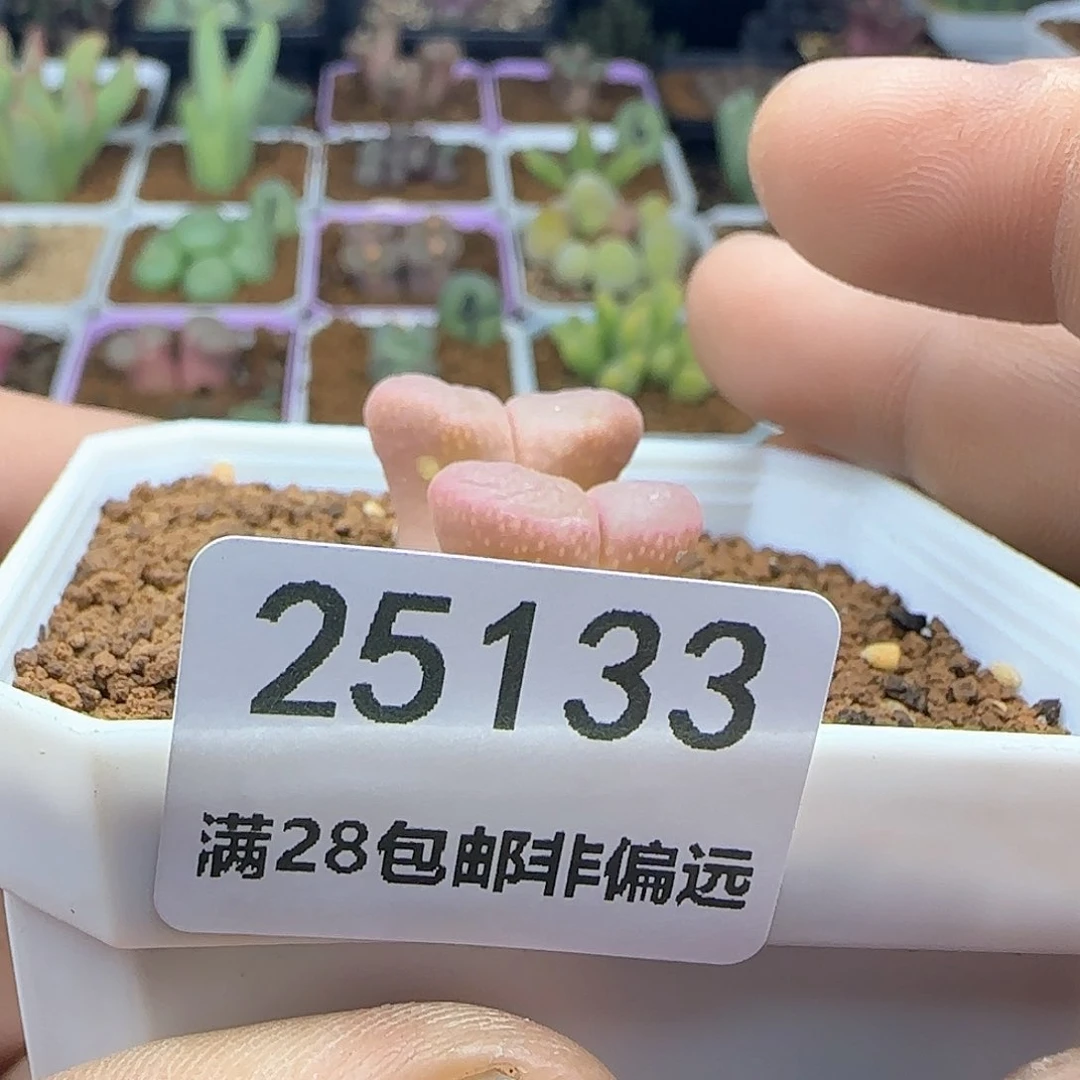 卿*健健康康快快乐乐25133