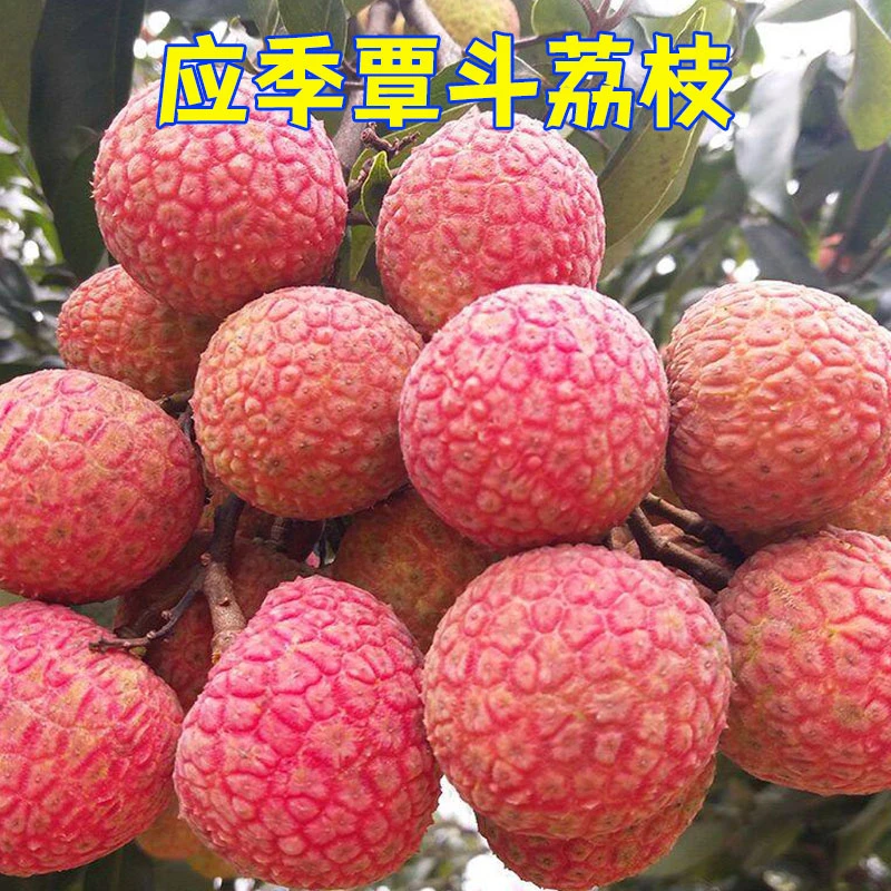 2025年雷州覃斗新鲜荔枝精品大果应季水果特产白糖罂现货整箱批发