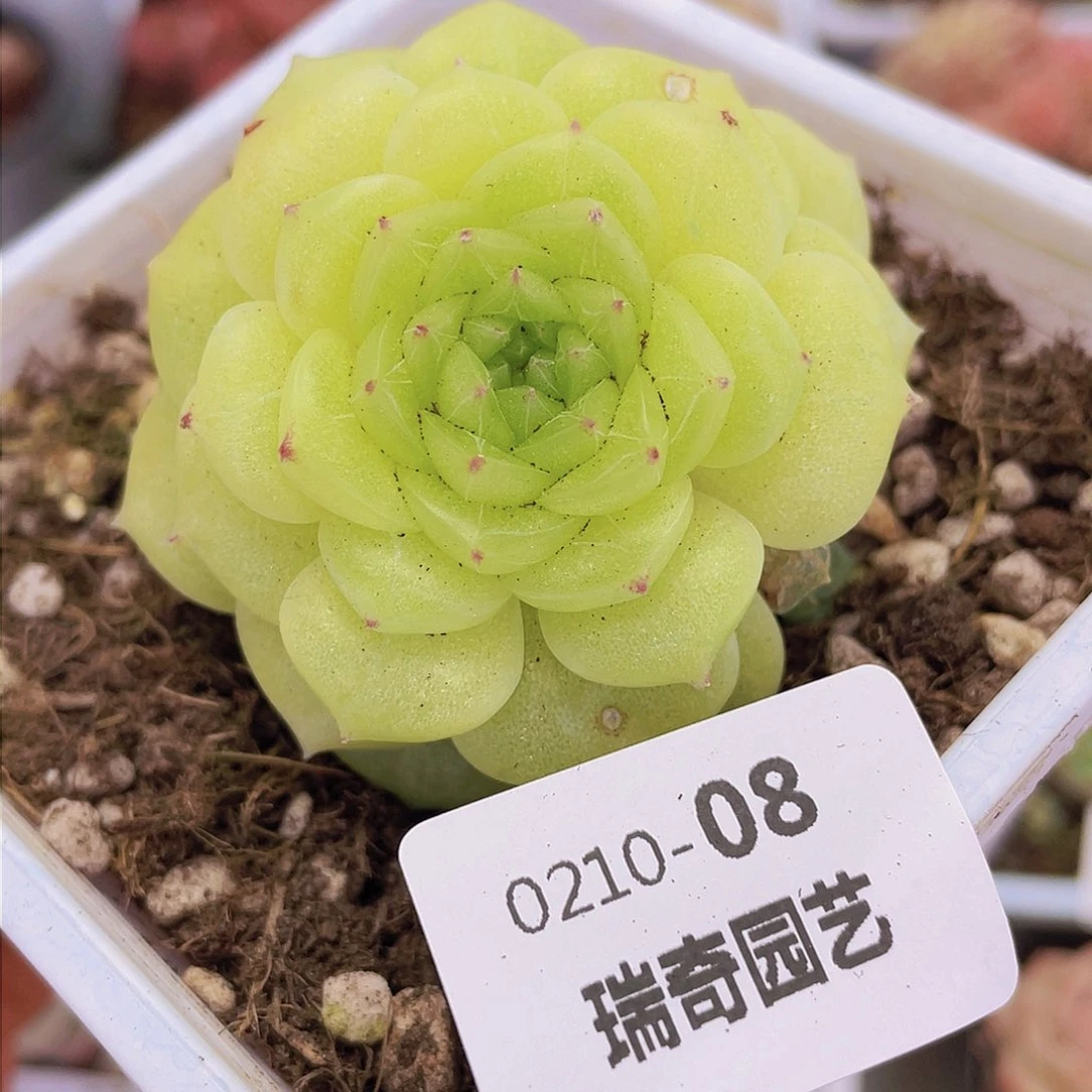 00000000000008量拍